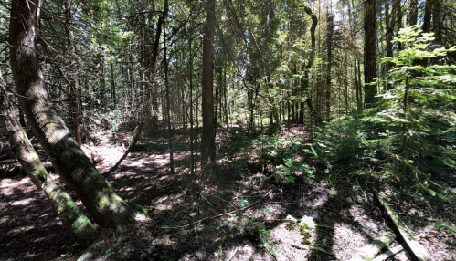 A dense forest scene with tall trees, dappled sunlight, and a carpet of leaves on the ground.