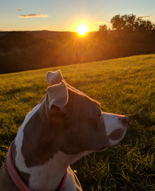 A dog with floppy ears gazes at a sunset over a grassy landscape, with warm sunlight illuminating the scene.
