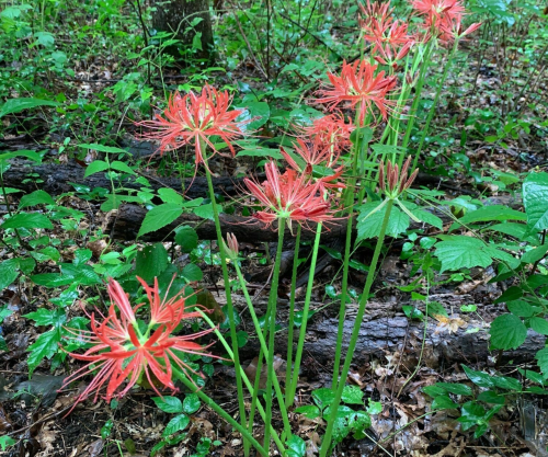 A cluster of vibrant red flowers with long, slender stems growing amidst lush green foliage in a forest setting.
