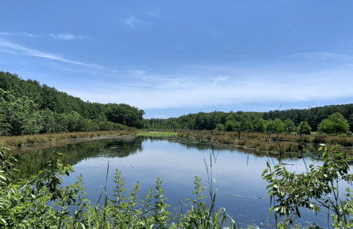 A serene pond surrounded by lush greenery and trees under a clear blue sky. Reflections shimmer on the water's surface.
