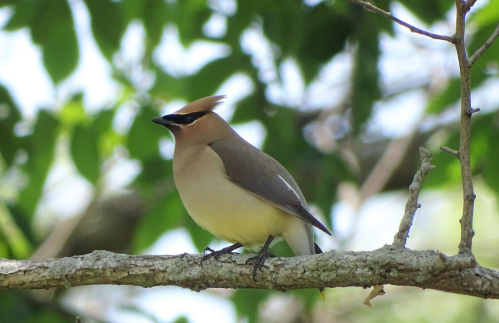 A bird with a distinctive crest and black mask perched on a branch, surrounded by green leaves.
