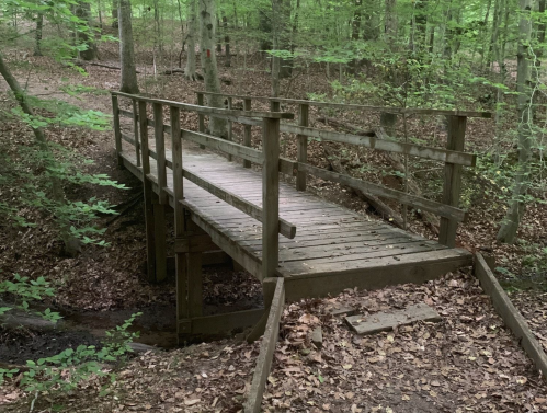 A wooden bridge spans a small creek in a lush, green forest surrounded by fallen leaves.