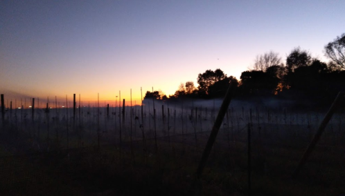 A misty landscape at dusk, with silhouetted trees and vineyard posts against a colorful sunset sky.