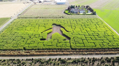 Aerial view of a corn maze shaped like a person, surrounded by fields and a nearby house.