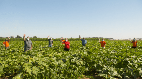 A group of people in a field waving, surrounded by lush green plants under a clear blue sky.