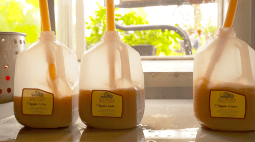 Three jugs of apple cider sit on a counter, with yellow straws inserted, surrounded by a bright, green background.