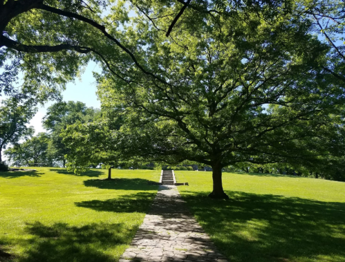 A stone pathway leads through a grassy area with large trees and a set of steps in the background under a clear blue sky.