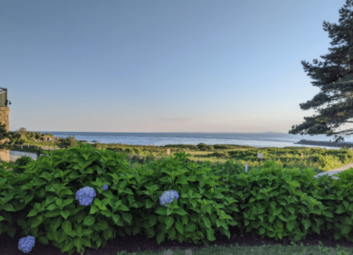 A serene coastal view with lush green bushes and blue hydrangeas in the foreground, overlooking the calm ocean.