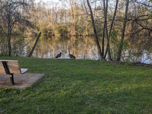 Two geese stand by a calm river, surrounded by trees and grass, with a bench nearby.
