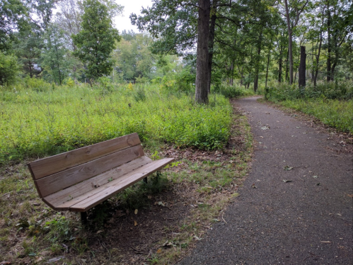 A wooden bench beside a winding path in a lush, green park surrounded by trees and tall grass.