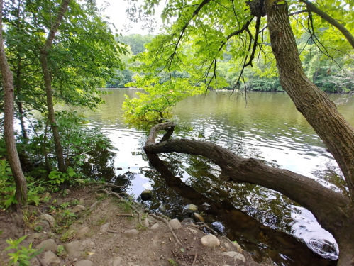 A serene river scene with a tree leaning over the water, surrounded by lush greenery and rocky shore.