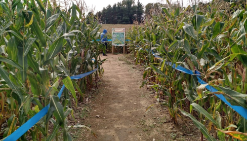 A pathway through tall corn plants, marked with blue ribbons, leading to a sign in the distance.