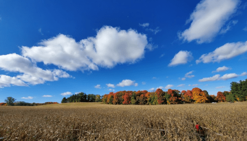 A panoramic view of a golden field under a bright blue sky with fluffy clouds and colorful autumn trees in the background.