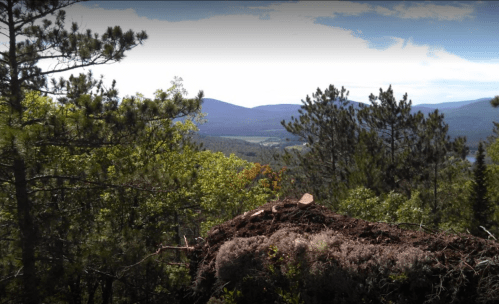 A scenic view from a hillside, featuring trees and mountains under a clear blue sky.