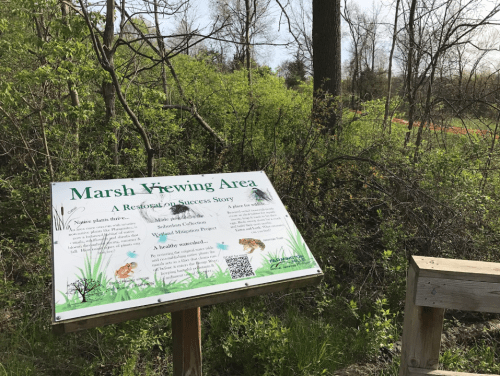 Sign for the Marsh Viewing Area, highlighting a restoration success story, surrounded by greenery and trees.