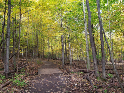 A serene forest path surrounded by trees with vibrant autumn leaves, leading to a small wooden bridge.