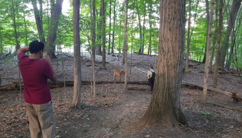 A person takes a photo of another person near a deer in a lush, green forest.