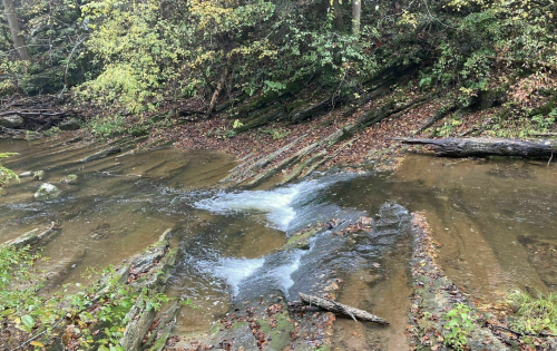 A serene stream flows over rocky terrain, surrounded by lush greenery and fallen leaves in a forested area.