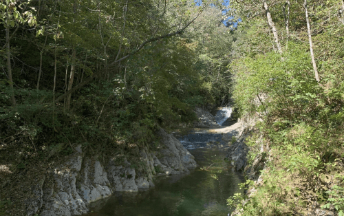 A serene forest scene featuring a clear stream flowing between rocky banks, surrounded by lush greenery and trees.