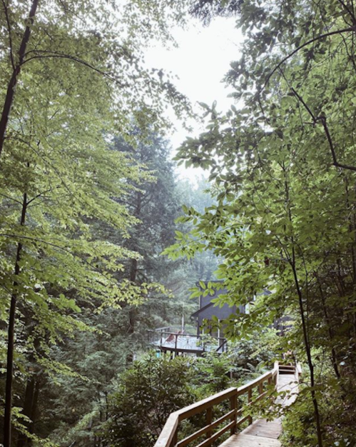 A wooden pathway winds through lush green trees in a serene forest setting.