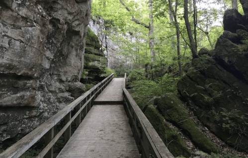 A wooden walkway through a lush green forest, flanked by moss-covered rocks and towering trees.