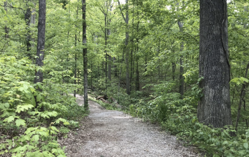 A winding dirt path through a lush green forest with tall trees and vibrant foliage.