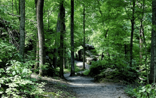 A winding path through a lush green forest, surrounded by tall trees and vibrant foliage.