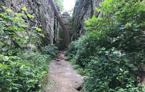 A narrow, rocky path surrounded by tall stone walls and lush green vegetation, with a tree leaning across the path.