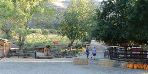 Two people walk down a gravel path in a farm setting, surrounded by trees, pumpkins, and a vineyard in the background.