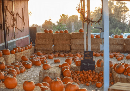 A pumpkin patch with numerous pumpkins scattered around hay bales, under a warm sunset glow.