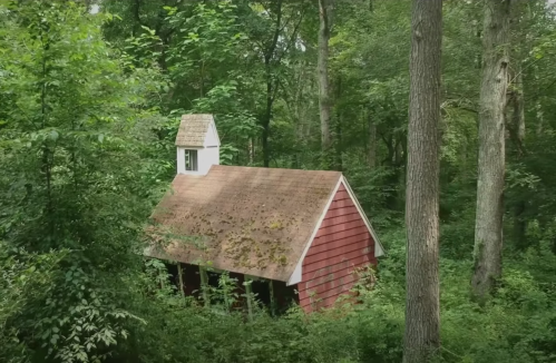 A small, red cabin with a mossy roof nestled among lush green trees in a dense forest.