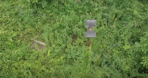 Aerial view of a weathered birdhouse on a post, surrounded by dense green foliage.