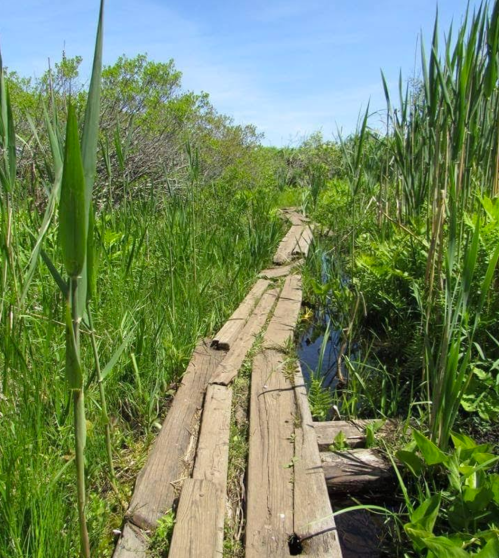 A wooden boardwalk winding through lush green marshland with tall grasses and a clear blue sky.