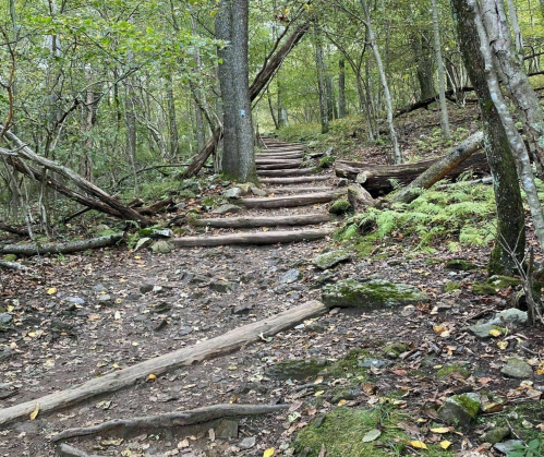 A winding forest trail with wooden steps, surrounded by trees and lush greenery.