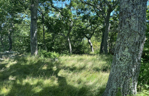 A serene forest scene with tall trees and lush green grass under a clear blue sky.
