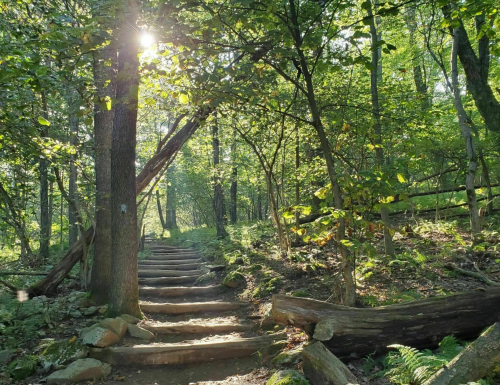 Sunlight filters through trees over a winding stone path in a lush, green forest.