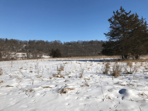 A snowy landscape with sparse grass and trees under a clear blue sky.