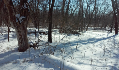 A snowy landscape with bare trees and scattered branches under a clear blue sky.