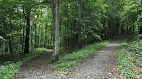 A serene forest scene with two diverging paths surrounded by lush green trees and foliage.