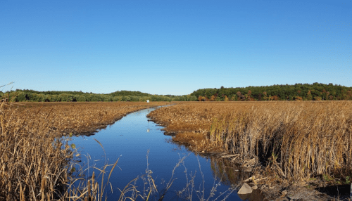 A serene wetland scene with tall grasses, a narrow waterway, and a clear blue sky, surrounded by trees in autumn colors.
