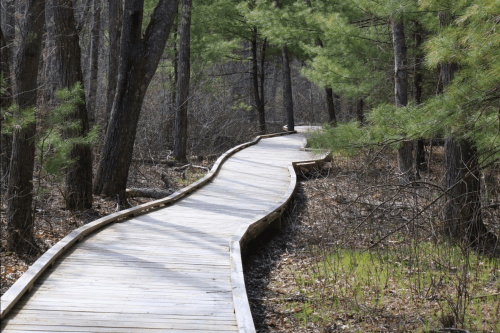 A winding wooden boardwalk through a forest with tall trees and sparse underbrush.