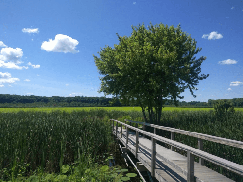 A wooden boardwalk leads through tall grasses to a tree under a blue sky with fluffy clouds.