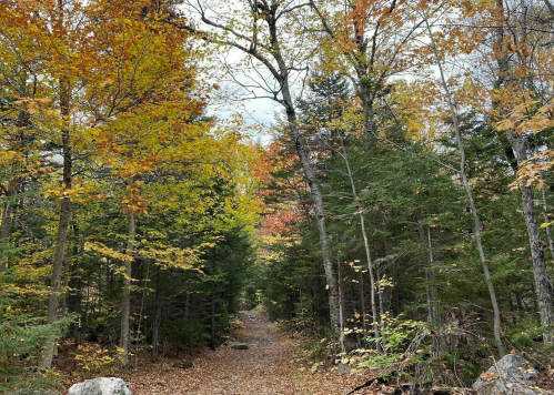 A serene forest path lined with trees displaying vibrant autumn foliage.