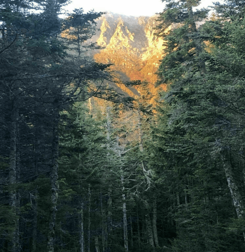 Sunlight illuminates a mountain peak through a dense forest of tall trees.
