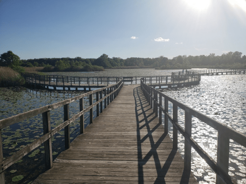 A wooden boardwalk winds through a serene lake, surrounded by lush greenery and reflecting sunlight.