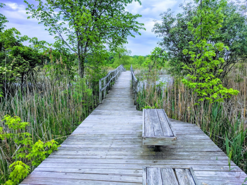 A wooden boardwalk leads through lush greenery and tall grasses, with trees lining the path on either side.
