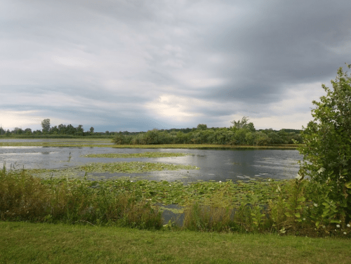 A serene wetland scene with lily pads, lush greenery, and a cloudy sky reflecting over the water.
