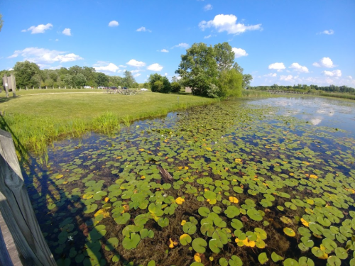 A serene pond with lily pads, surrounded by green grass and trees under a blue sky with fluffy clouds.