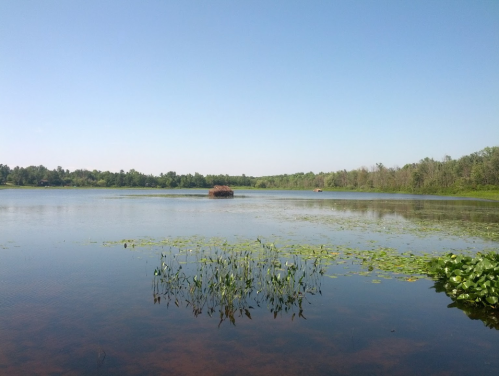 A serene lake scene with clear blue skies, green trees, and lily pads floating on the water's surface.