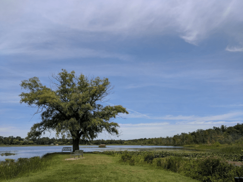 A serene lakeside scene featuring a large tree, grassy area, and a clear blue sky with wispy clouds.
